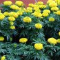 Bright Yellow Potted Marigold 50 PCS Seeds