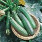 British Summer Courgette Hybrid 10 PCS Seeds
