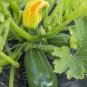 British Summer Courgette Hybrid 10 PCS Seeds