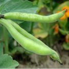 Broad Bean Seed Aquadulce Organic Vegetables 6 PCS Seeds