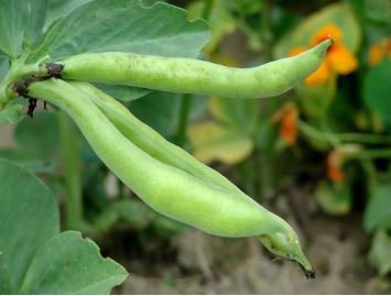 Broad Bean Seed Aquadulce Organic Vegetables 6 PCS Seeds