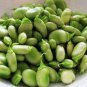 Broad Bean Seed Aquadulce Organic Vegetables 6 PCS Seeds
