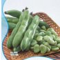 Broad Bean Seed Aquadulce Organic Vegetables 6 PCS Seeds