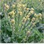 Broccoli Early White Sprouting Green Vegetable 120 PCS Seeds