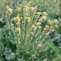 Broccoli Early White Sprouting Green Vegetable 120 PCS Seeds