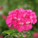 Brookside Fantasy Light Pink Geranium 10 PCS Seeds Brookside Fantasy Light Pink Geranium 10 PCS Seeds