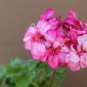 Brookside Fantasy Light Pink Geranium 10 PCS Seeds