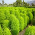 Broomsedge Flores Lawn plantas Bonsai Lawn Plante 100 PCS Seeds Broomsedge Flores Lawn plantas Bonsai Lawn Plante 100 PCS Seeds