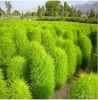 Broomsedge Flores Lawn plantas Bonsai Lawn Plante 100 PCS Seeds