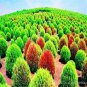 Broomsedge Flores Lawn plantas Bonsai Lawn Plante 100 PCS Seeds
