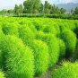 Broomsedge Flores Lawn plantas Bonsai Lawn Plante 100 PCS Seeds