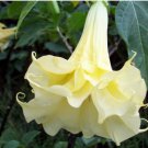 Brugmansia Datura Mixed 100 PCS Seeds Brugmansia Datura Mixed 100 PCS Seeds