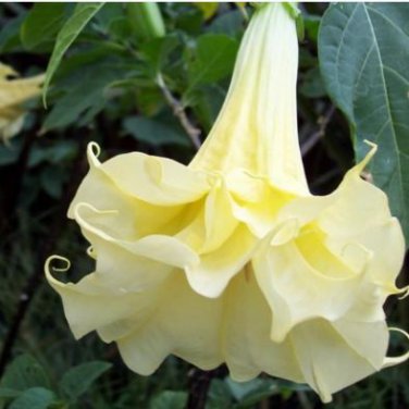 Brugmansia Datura Mixed 100 PCS Seeds