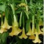 Brugmansia Datura Mixed 100 PCS Seeds