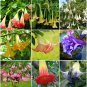 Brugmansia Datura Mixed 100 PCS Seeds