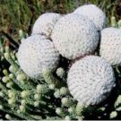 Brunia albiflora Brunia Laevis Garden Plants 5 PCS Seeds