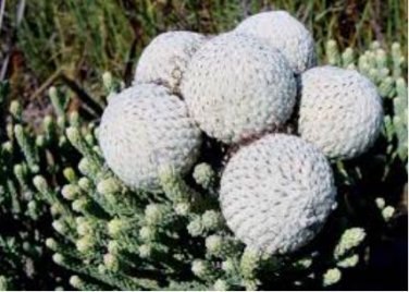 Brunia albiflora Brunia Laevis Garden Plants 5 PCS Seeds