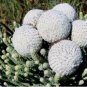 Brunia albiflora Brunia Laevis Garden Plants 5 PCS Seeds