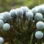 Brunia albiflora Brunia Laevis Garden Plants 5 PCS Seeds