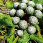 Brunia albiflora Brunia Laevis Garden Plants 5 PCS Seeds
