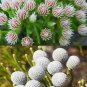 Brunia albiflora Brunia Laevis Garden Plants 5 PCS Seeds