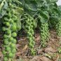 Brussel Sprouts Italian Mezzo Nano Vegetables 100 PCS Seeds
