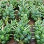 Brussel Sprouts Italian Mezzo Nano Vegetables 100 PCS Seeds