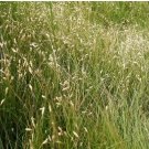 Buchloe Dactyloides Grass 50 PCS Seeds Buchloe Dactyloides Grass 50 PCS Seeds