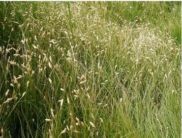 Buchloe Dactyloides Grass 50 PCS Seeds