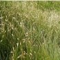 Buchloe Dactyloides Grass 50 PCS Seeds