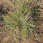 Buchloe Dactyloides Grass 50 PCS Seeds