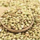 Buckwheat Edible Green Herb Foods 30 PCS Seeds