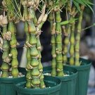 Buddha Bamboo Seeds Bonsai Ornamental Plants 100 PCS Seeds