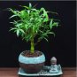 Buddha Bamboo Seeds Bonsai Ornamental Plants 100 PCS Seeds