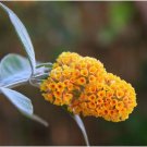Buddleja lindleyana Seeds Orangish Yellow Flowers 100 PCS Seeds Buddleja lindleyana Seeds Orangish Yellow Flowers 100 PCS Seeds