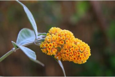 Buddleja lindleyana Seeds Orangish Yellow Flowers 100 PCS Seeds