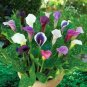 BULBS Calla Flower 2 PCS Seeds