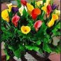 BULBS Calla Flower 2 PCS Seeds