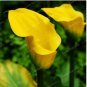 BULBS Calla Flower 2 PCS Seeds