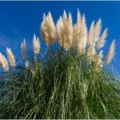 Bulish Black Pampas Grass 400 PCS Seeds Bulish Black Pampas Grass 400 PCS Seeds