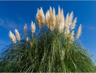 Bulish Black Pampas Grass 400 PCS Seeds
