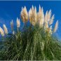 Bulish Black Pampas Grass 400 PCS Seeds