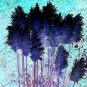 Bulish Black Pampas Grass 400 PCS Seeds