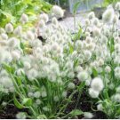Bunny Tails Lagurus Ovatus Seeds Spring Ornamental Grasses 20 PCS Seeds