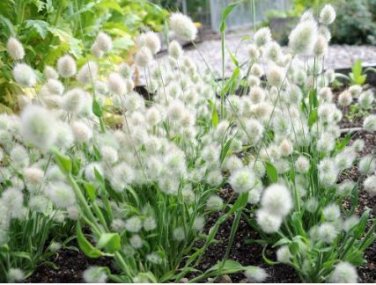 Bunny Tails Lagurus Ovatus Seeds Spring Ornamental Grasses 20 PCS Seeds