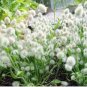 Bunny Tails Lagurus Ovatus Seeds Spring Ornamental Grasses 20 PCS Seeds