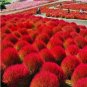 Burning Bush Grass Kochia Scoparia Summer Cypress 3500 PCS Seeds