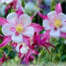 Burnished Rose Pink Aquilegia Columbine 50 PCS Seeds