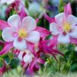 Burnished Rose Pink Aquilegia Columbine 50 PCS Seeds