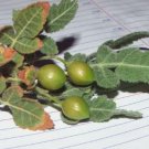 Bursera Hindsiana Torote Prieto Torchwood 1 PCS Seeds